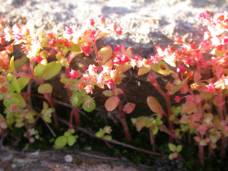 Crassula strigosa