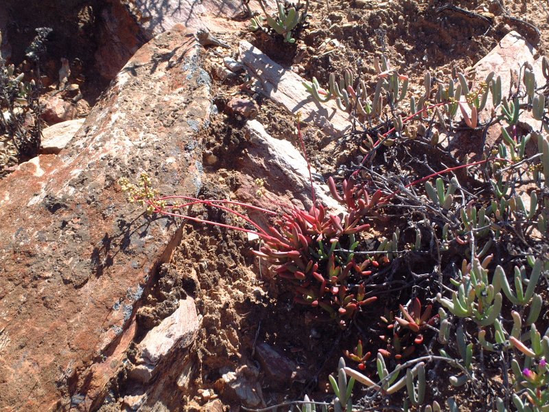 Crassula subacaulis ssp. erosula