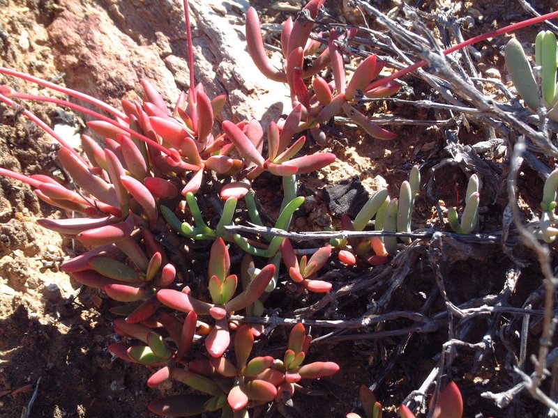 Crassula subacaulis ssp. erosula