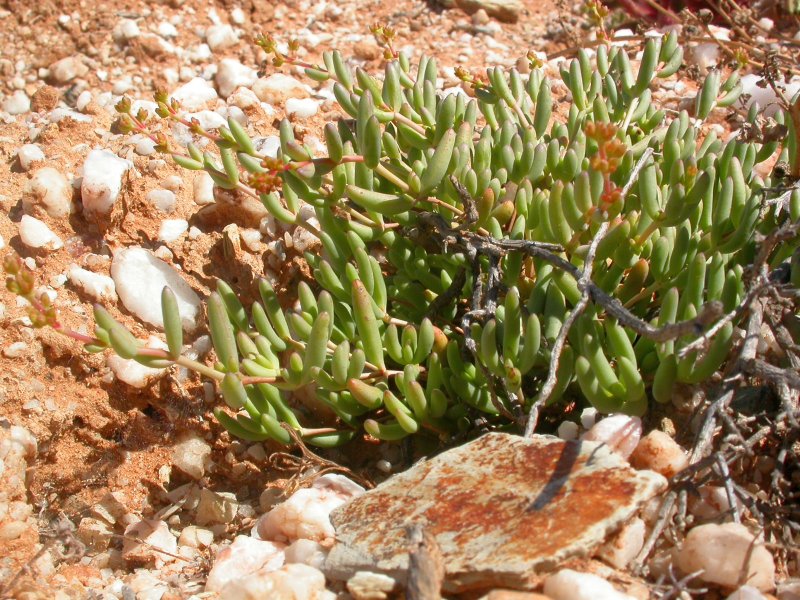 Crassula subaphylla