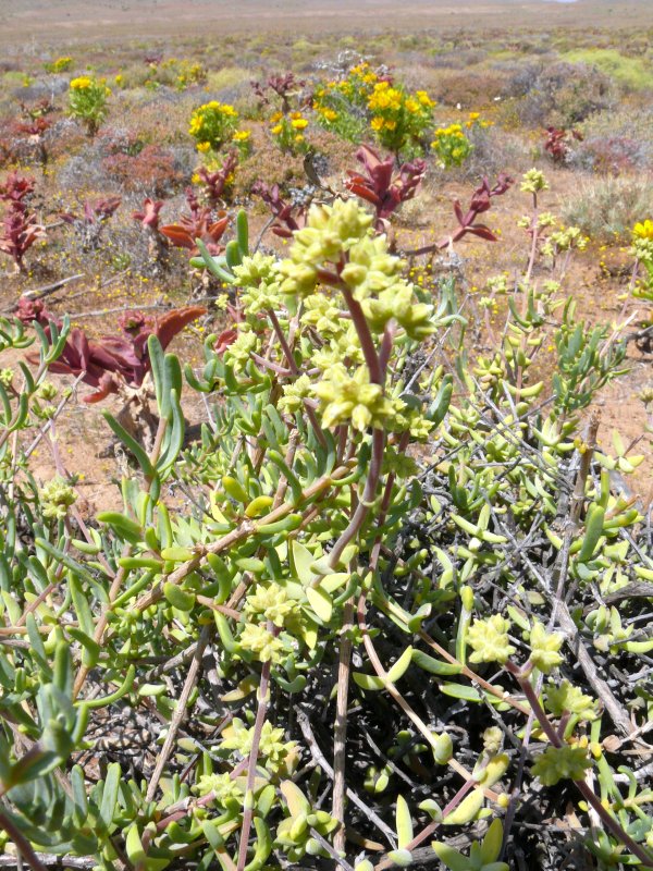 Crassula subaphylla