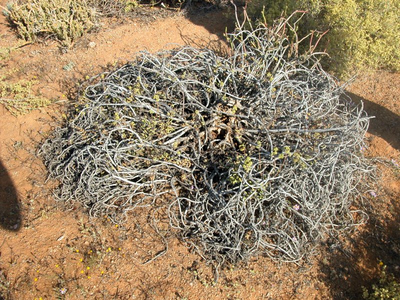 Crassula subaphylla