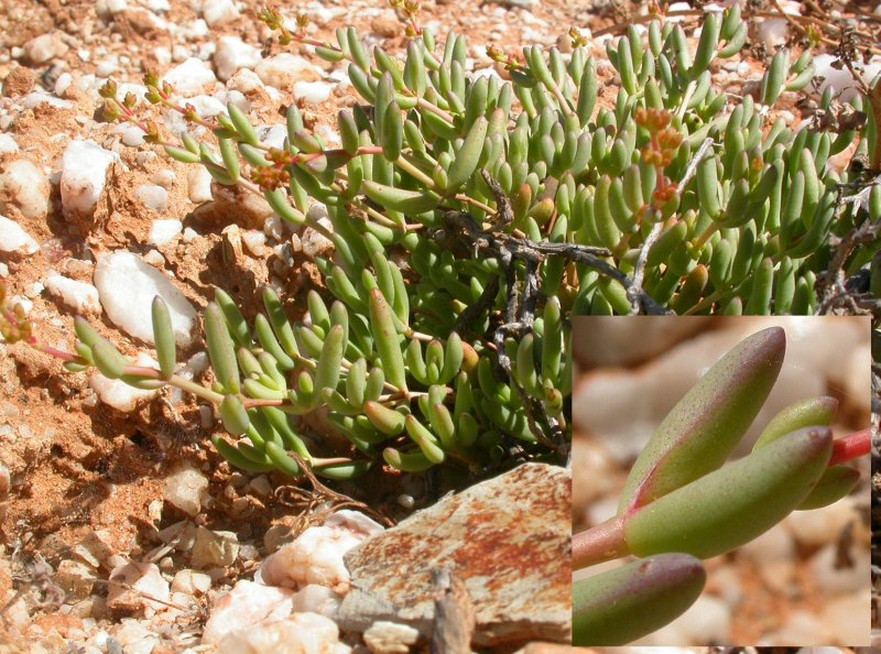 Crassula subaphylla ssp. subaphylla