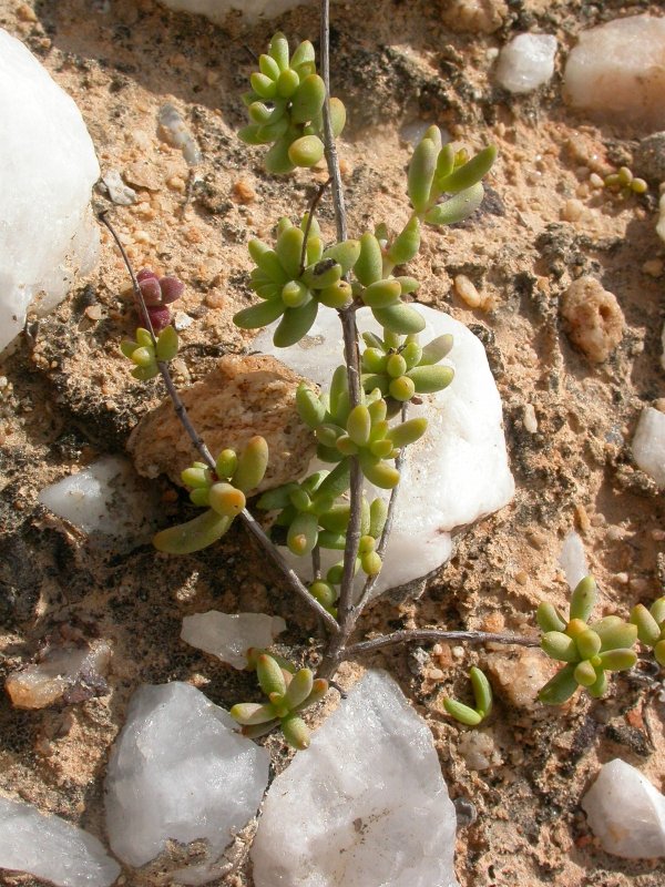 Crassula subaphylla ssp. subaphylla