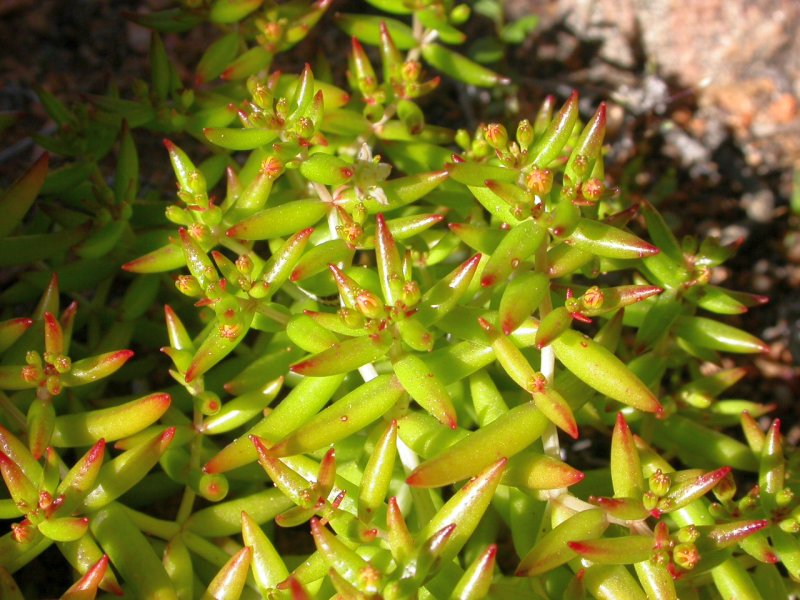 Crassula subaphylla