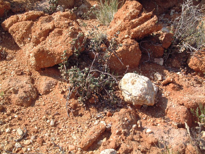 Crassula subaphylla ssp. subaphylla