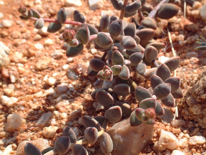 Crassula subaphylla ssp. subaphylla