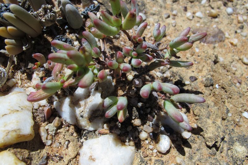 Crassula subaphylla ssp. subaphylla