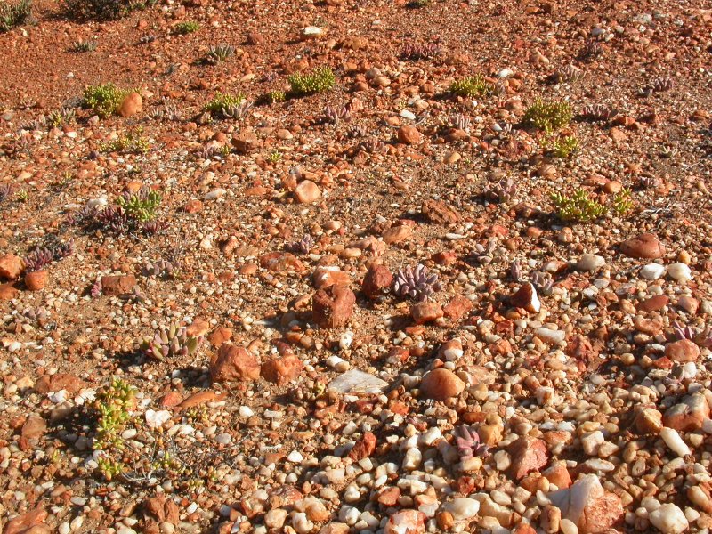 Crassula subaphylla ssp. subaphylla