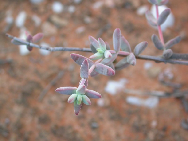 Crassula subaphylla var. virgata