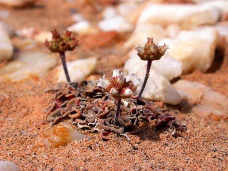 Crassula susannae 漂流岛