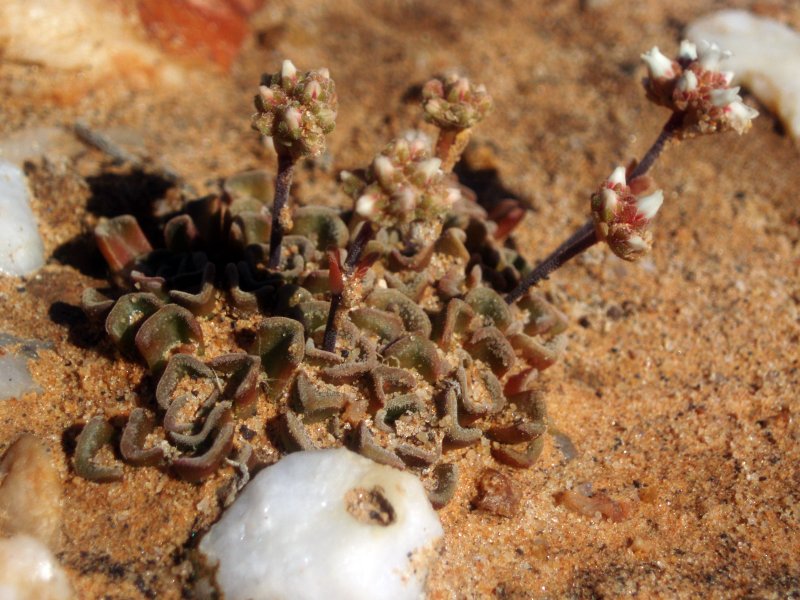 Crassula susannae 漂流岛