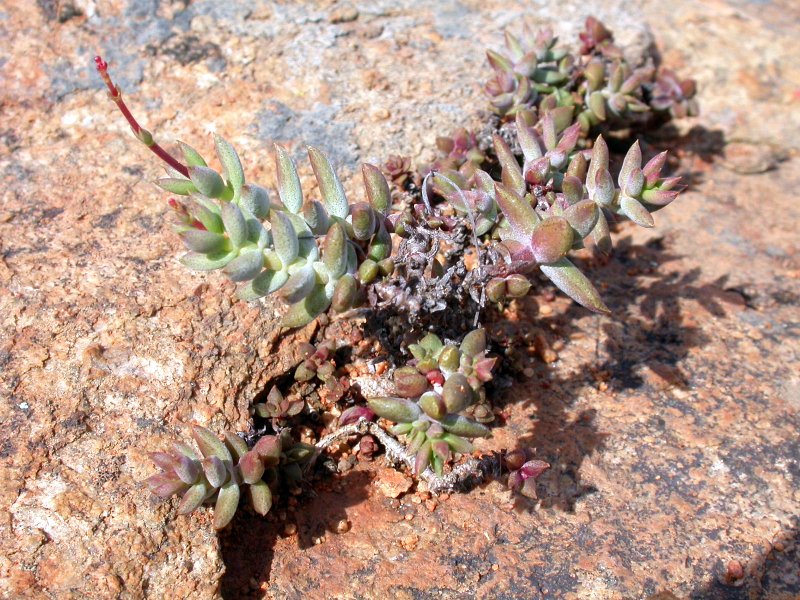 Crassula tetragona ssp. rudis 筒叶菊