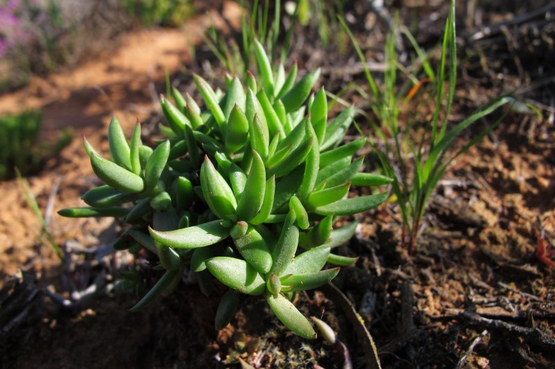 Crassula tetragona ssp. rudis 筒叶菊