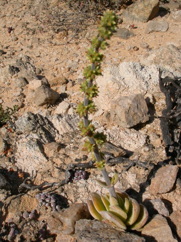 Crassula tomentosa 月晕