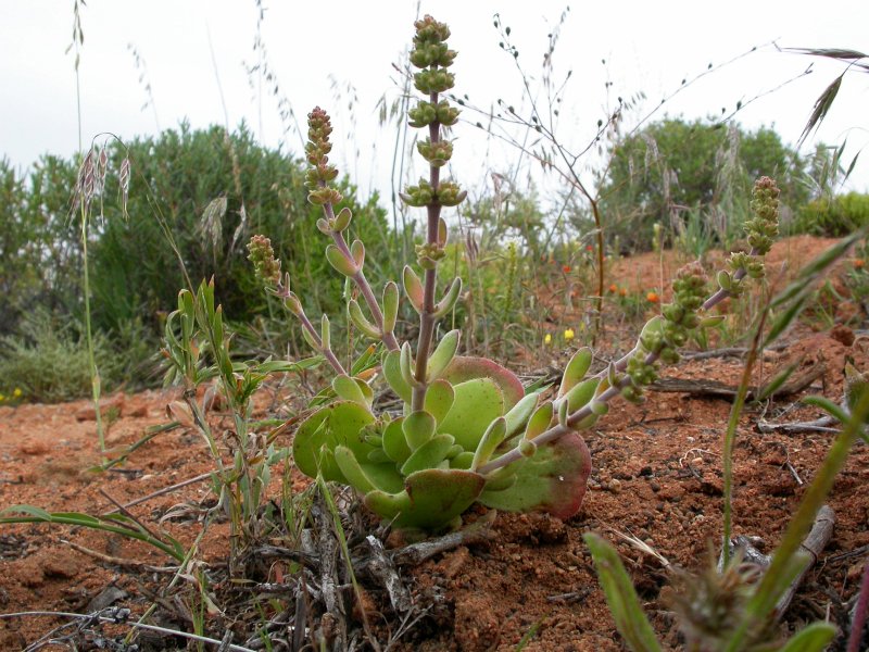 Crassula tomentosa 月晕