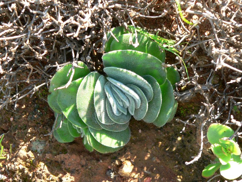 Crassula tomentosa 月晕