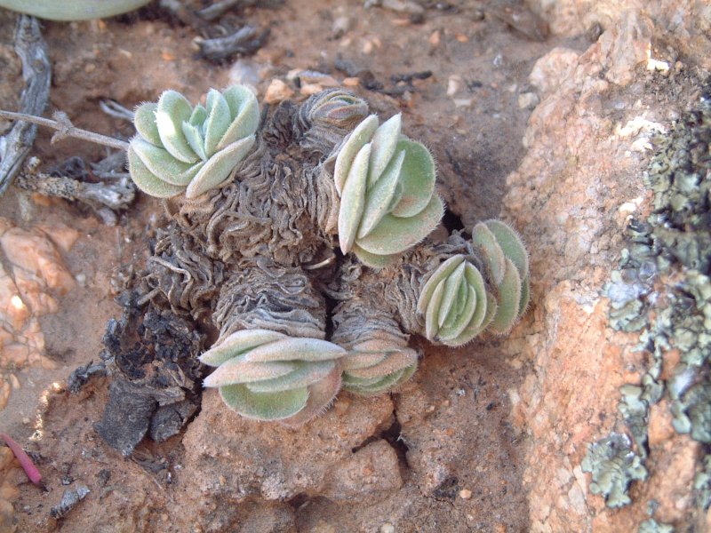 Crassula tomentosa 月晕