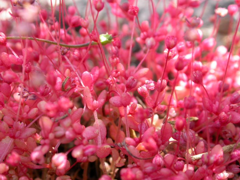 Crassula vaillantii