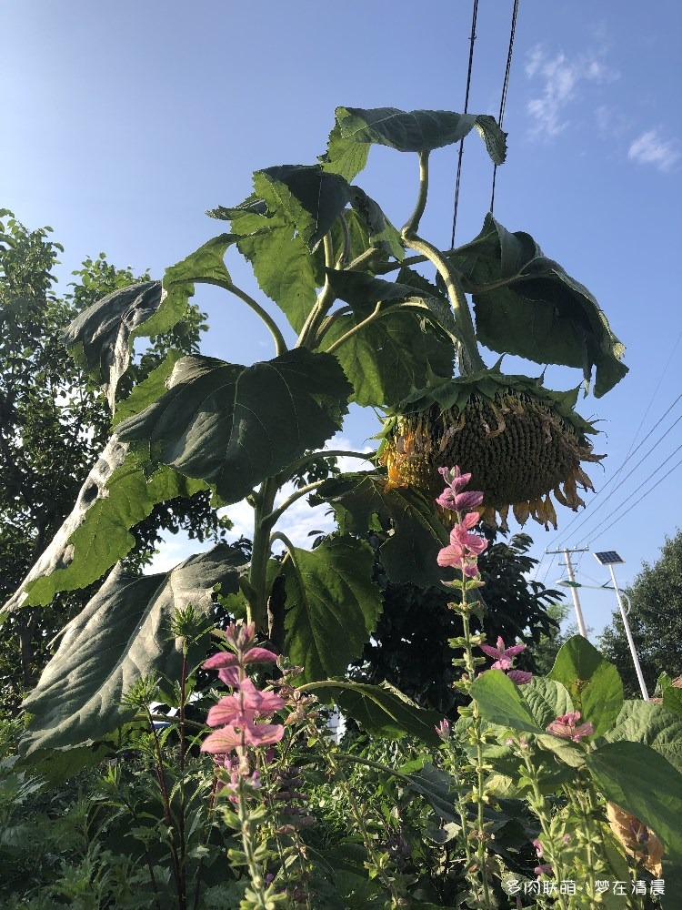 夏天的花