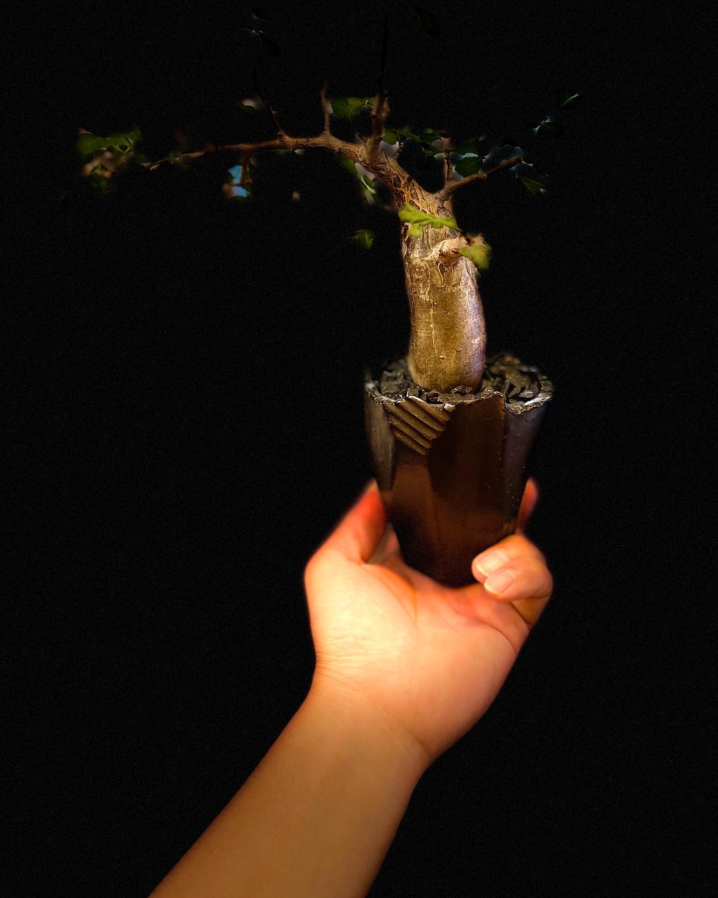 Bursera fagaroides 芳香橄榄