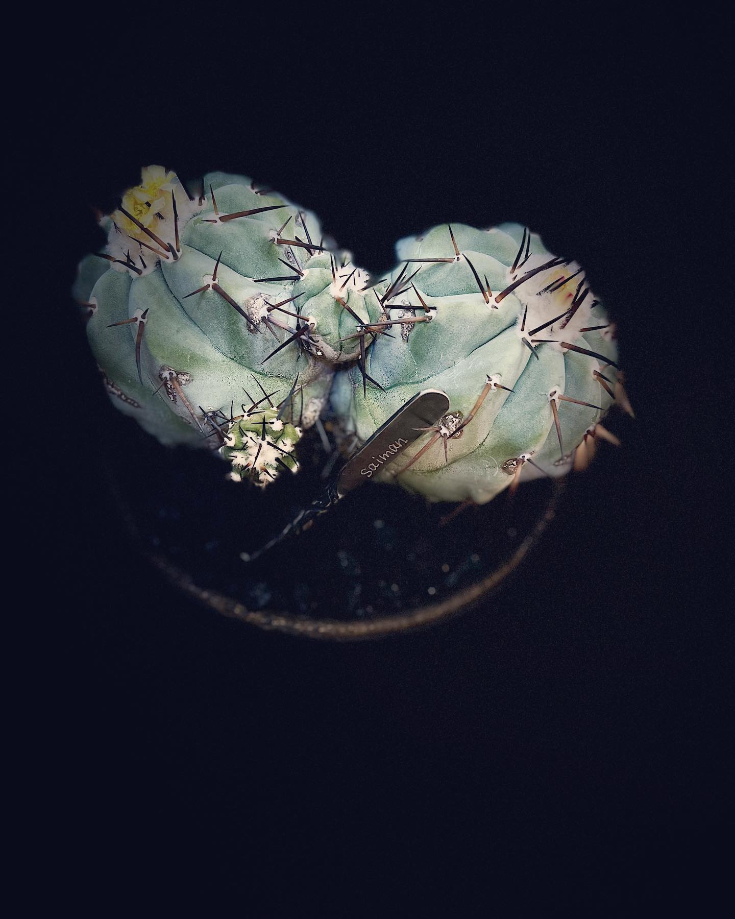 黑王丸Copiapoa cinerea