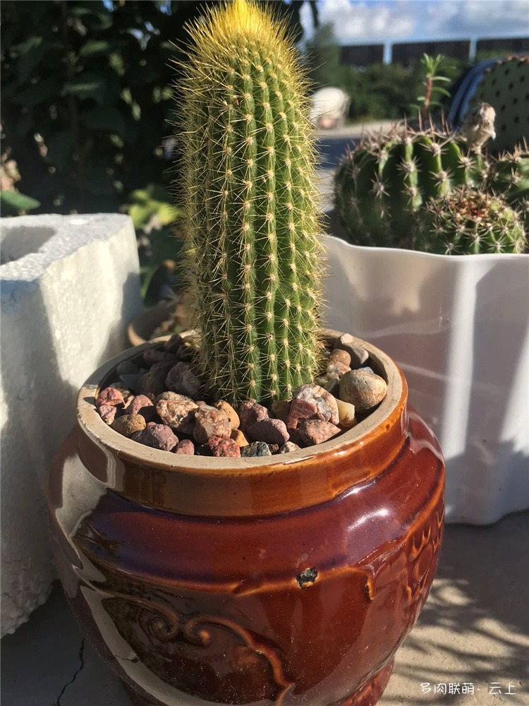 仙人球