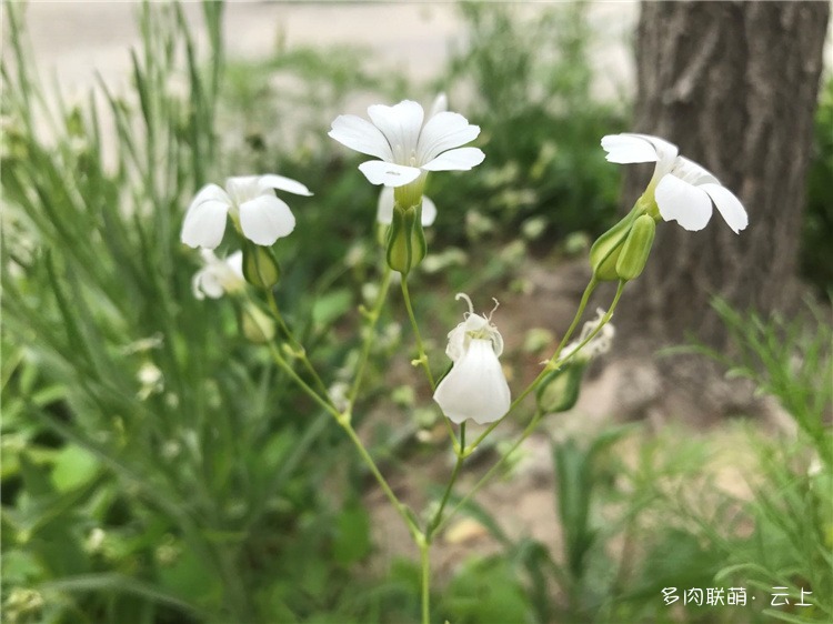 夏日的花