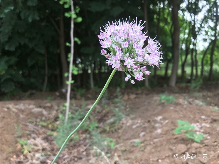 夏日的花