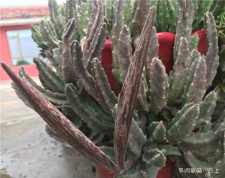 大花犀角的种荚