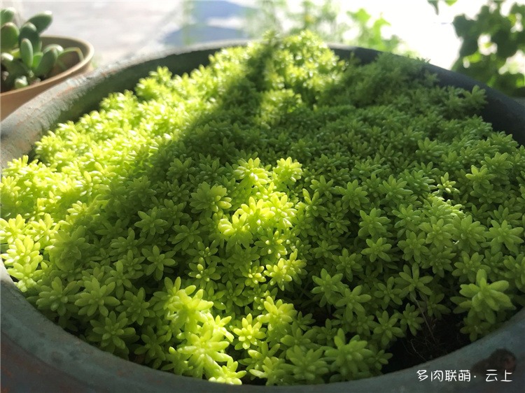 薄雪万年草
