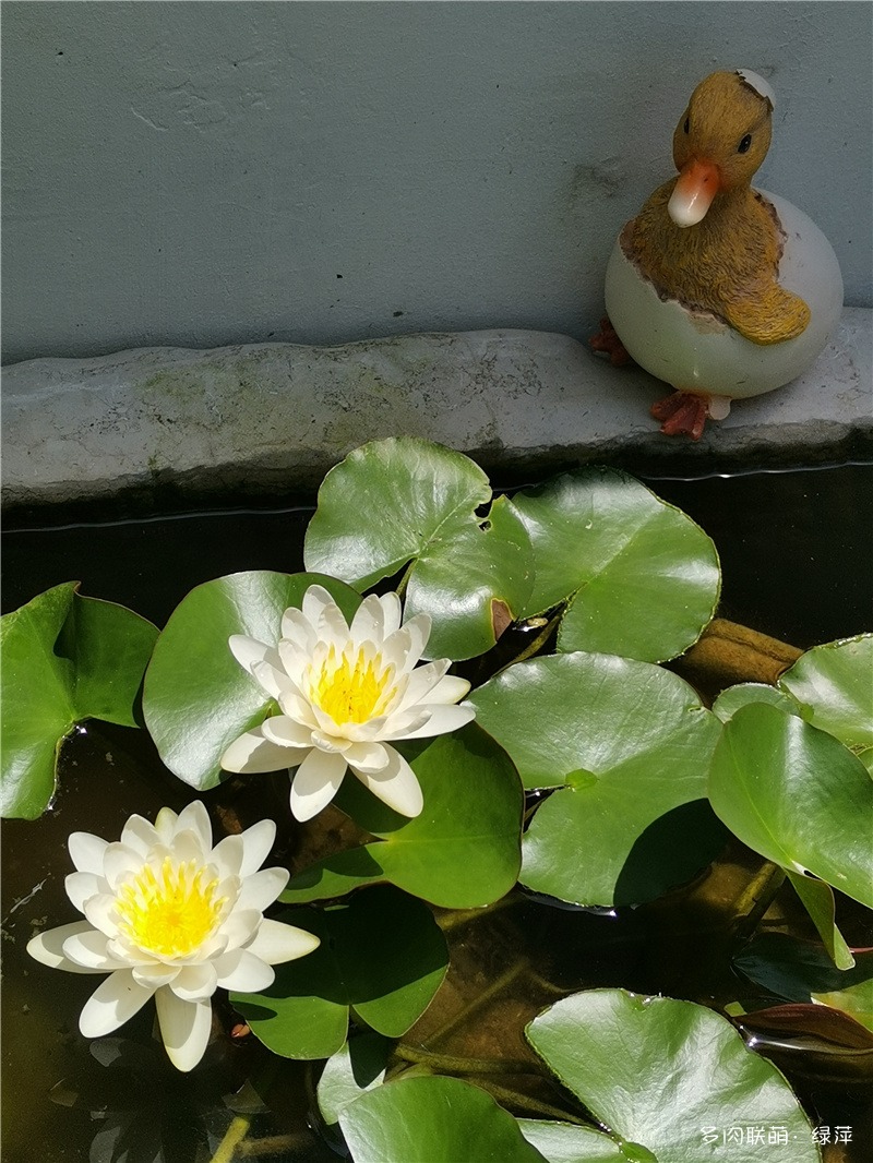 山东多肉小院风光