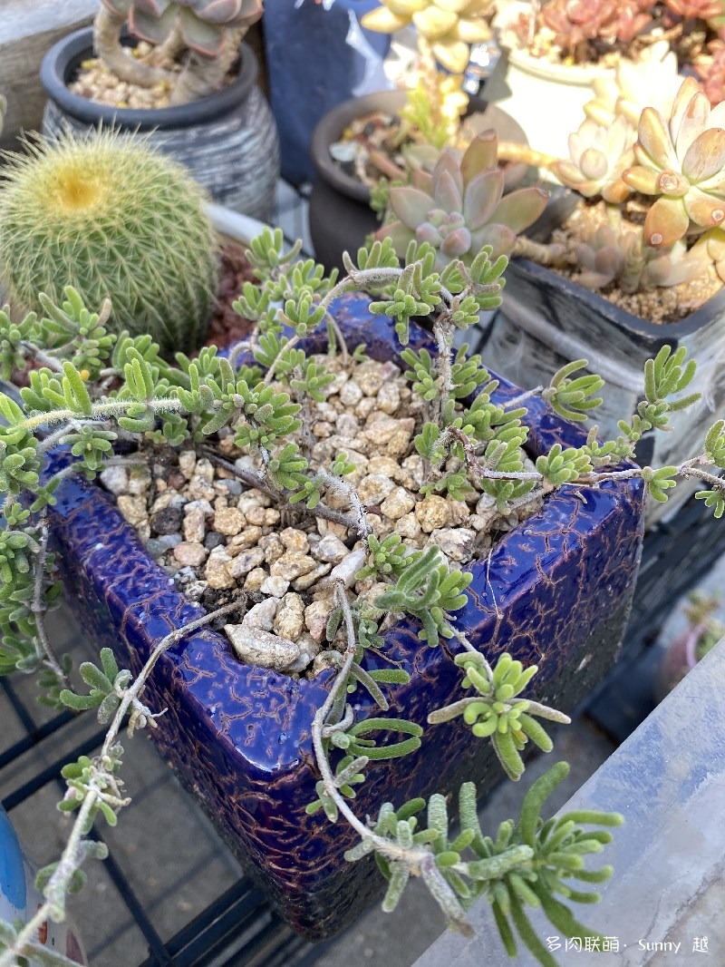 枝干番杏