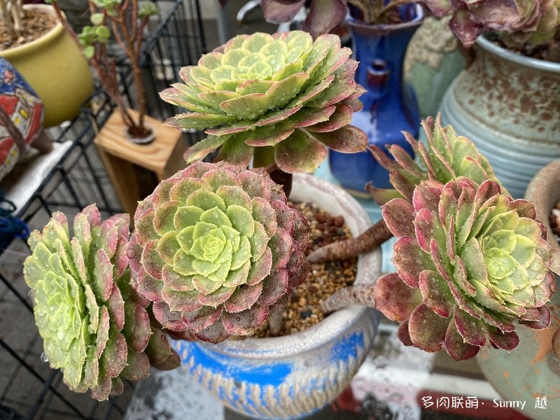 嘉年华
