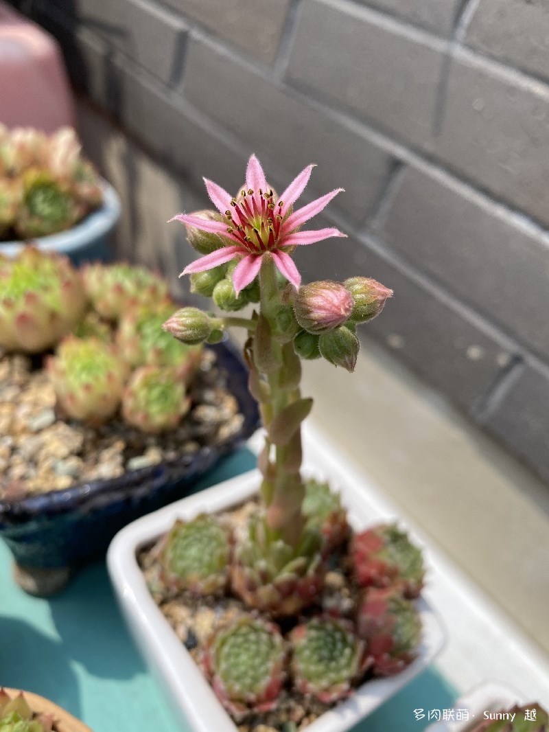 长生草开花