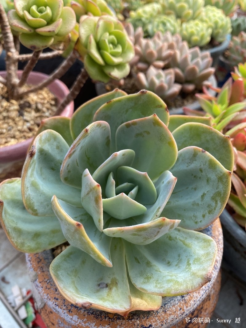 白凤