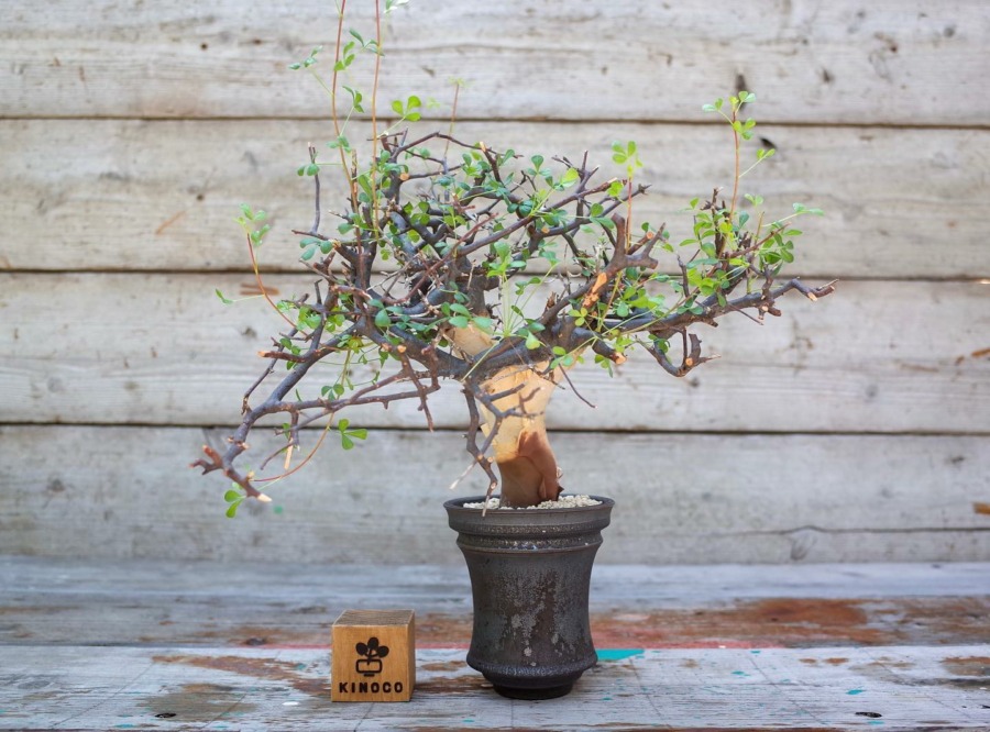 Commiphora kataf 白皮橄榄