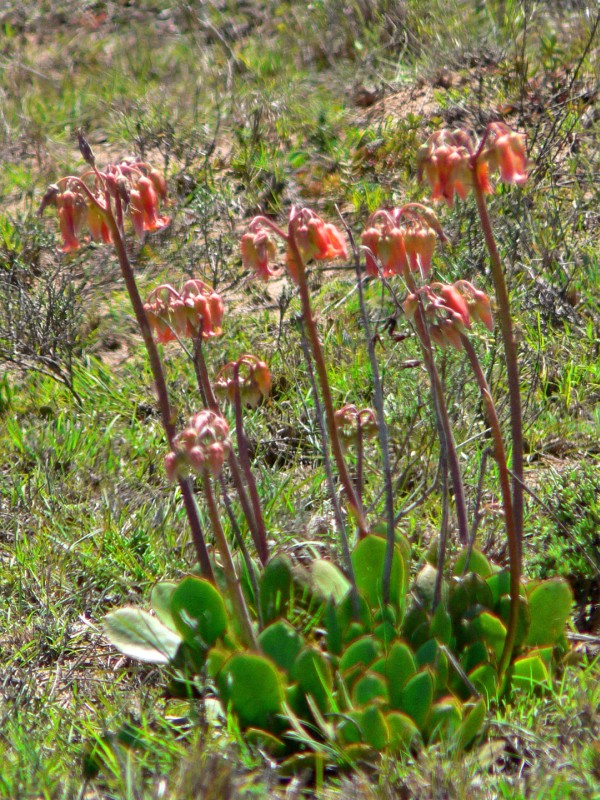 Cotyledon velutina