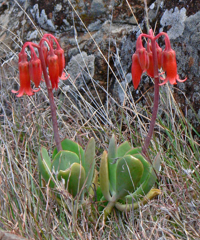 Cotyledon velutina