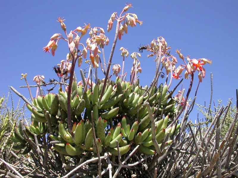 Cotyledon orbiculata