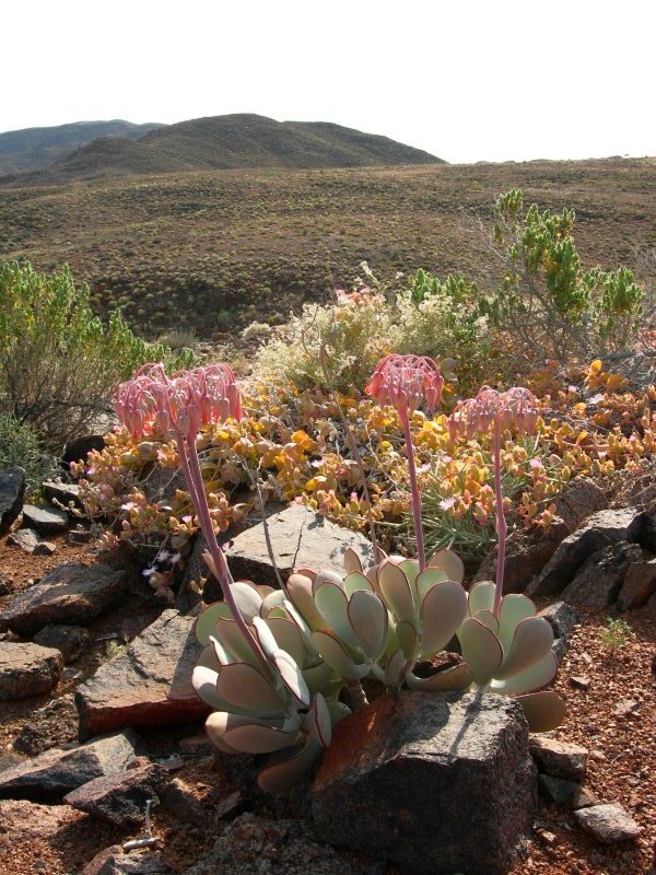 Cotyledon orbiculata