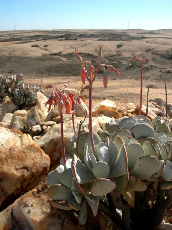 Cotyledon orbiculata