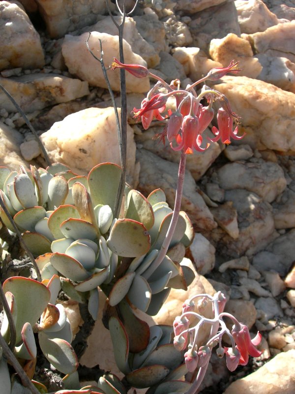 Cotyledon orbiculata