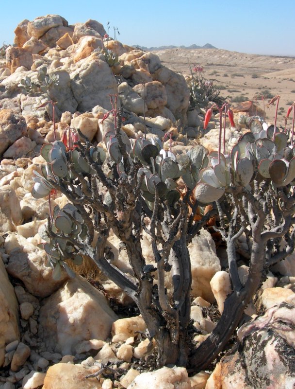 Cotyledon orbiculata