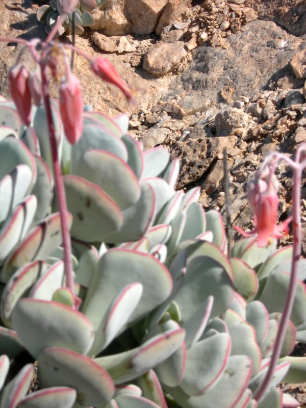 Cotyledon orbiculata