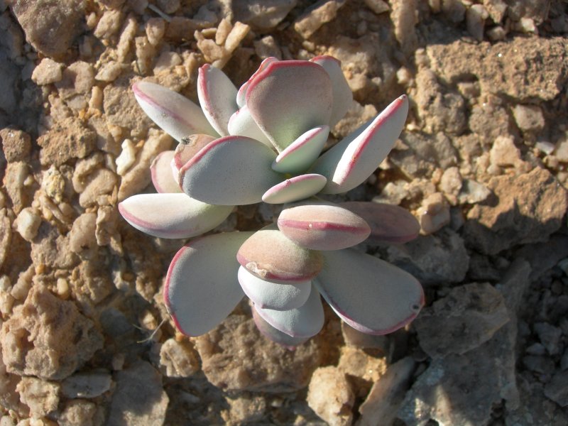 Cotyledon orbiculata