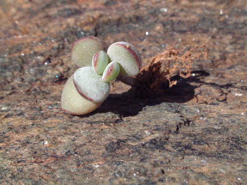 Cotyledon orbiculata