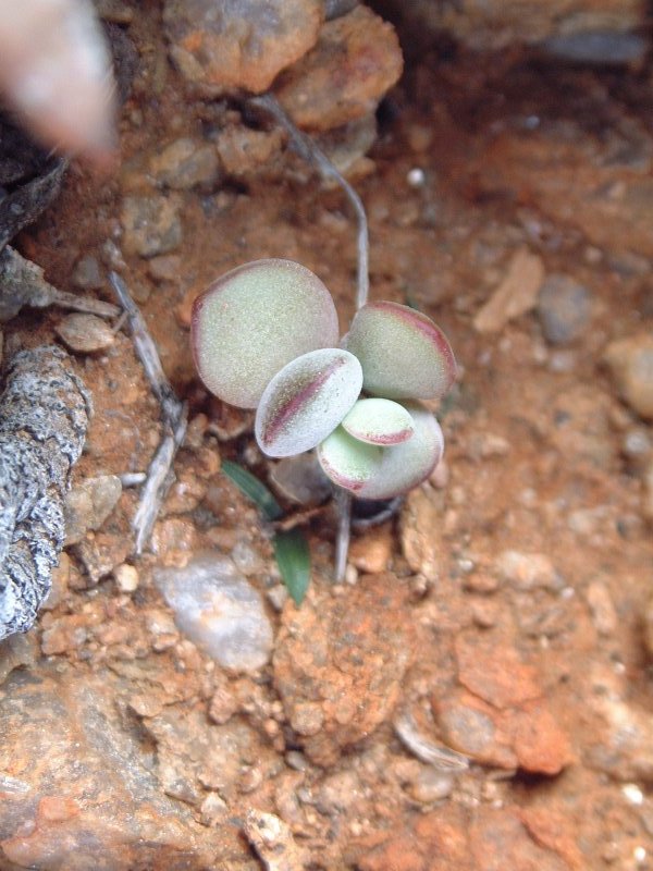 Cotyledon orbiculata