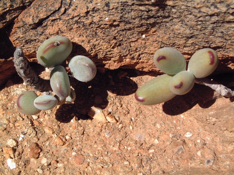 Cotyledon orbiculata