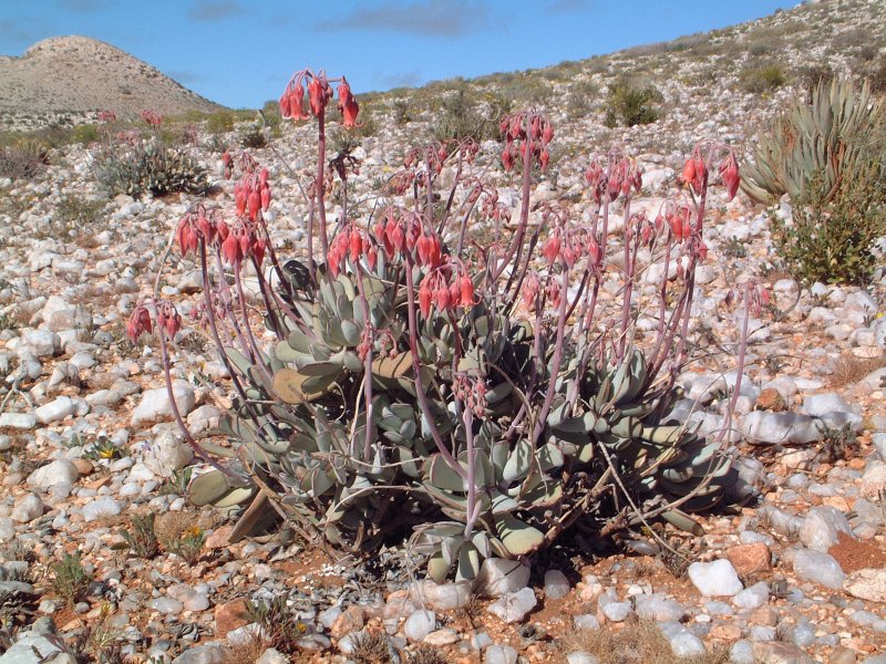 Cotyledon orbiculata